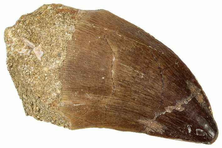 Fossil Mosasaur (Prognathodon) Tooth - Morocco #326426